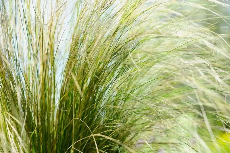 Overlooking Windy Conditions