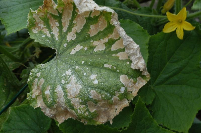 Overuse of Chemical Pest Control