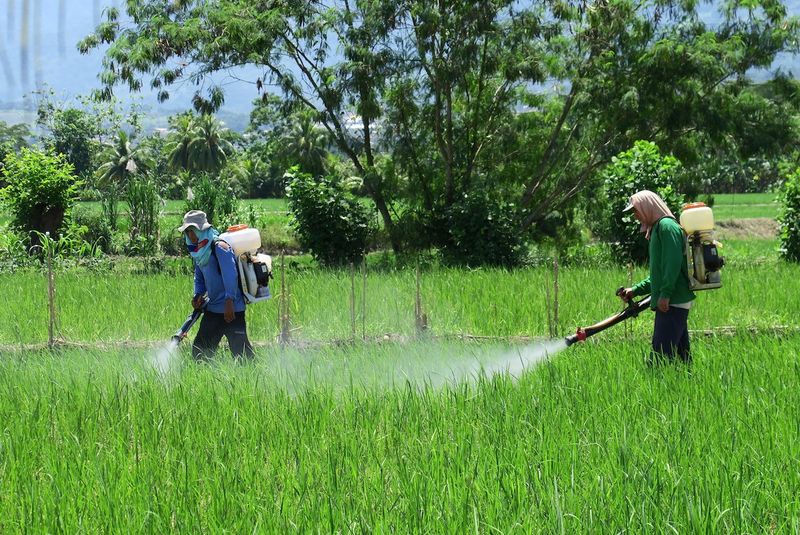 Overuse of Pesticides