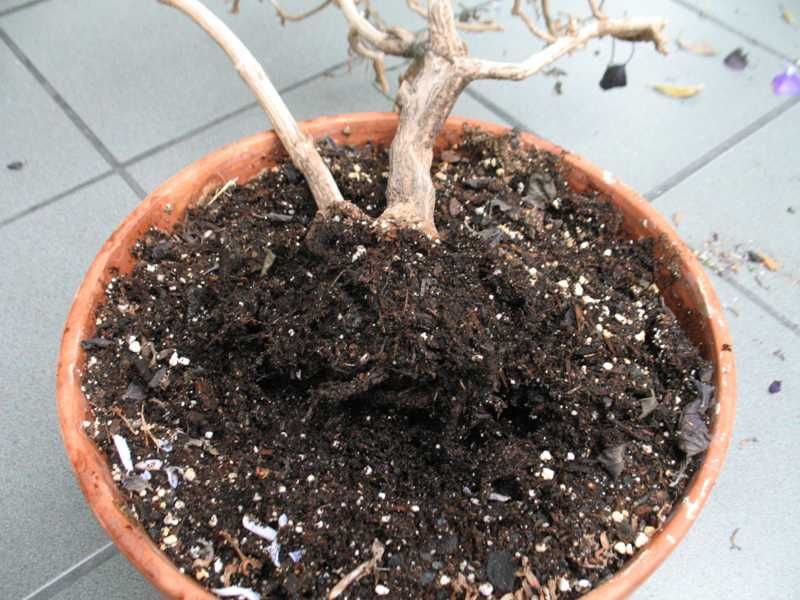 Overwatering
