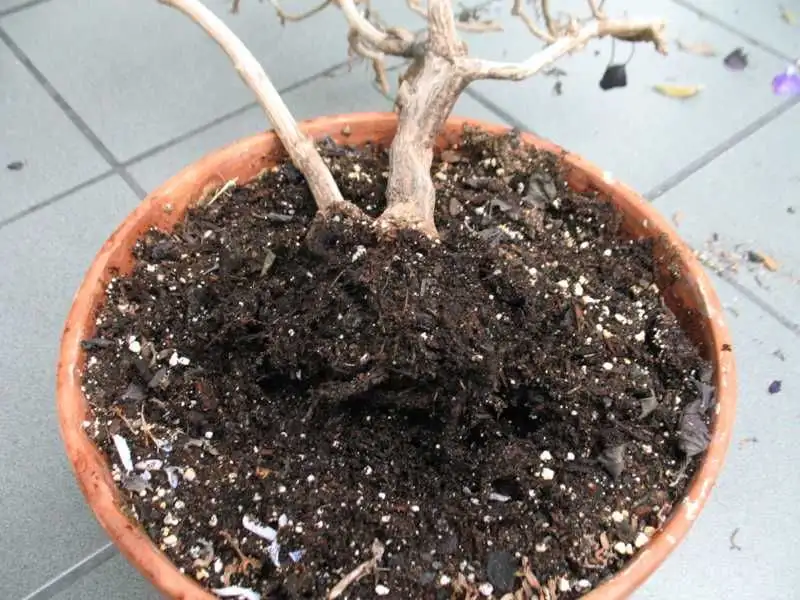 Overwatering