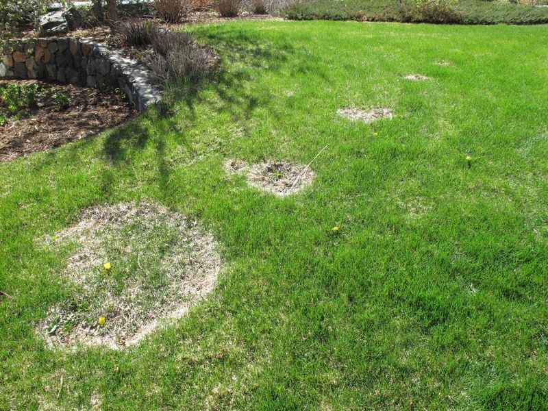 Overwatering Lawns