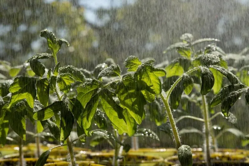 Overwatering Plants
