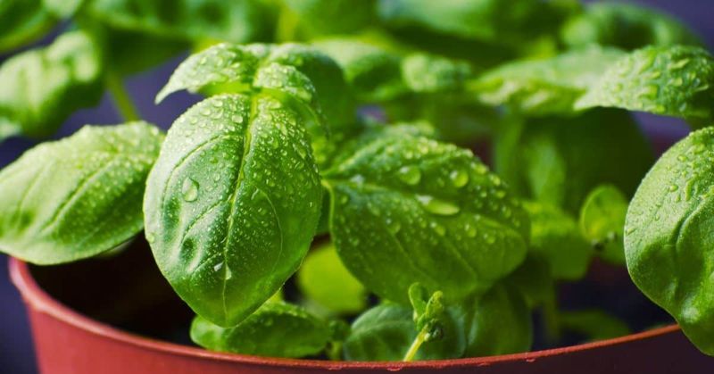 Overwatering Woes