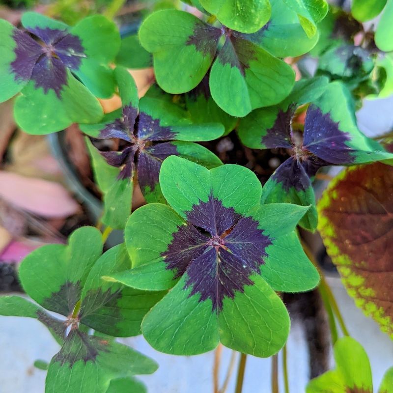 Oxalis