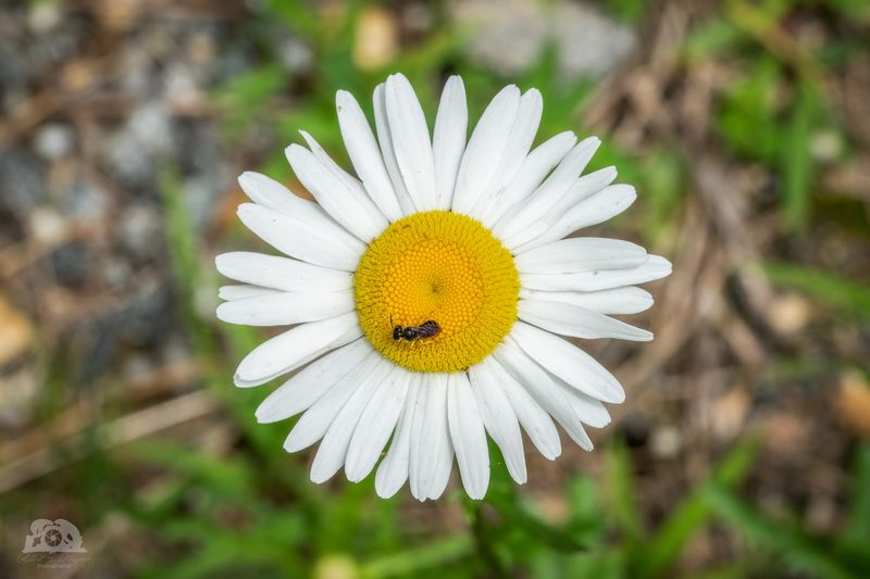 Oxeye Daisy