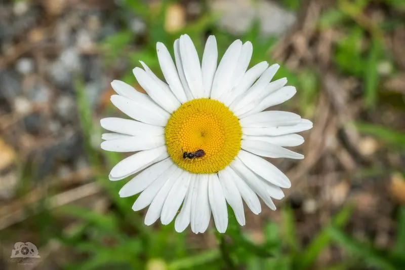 Oxeye Daisy