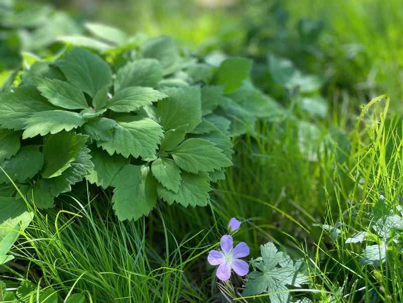 Pachysandra