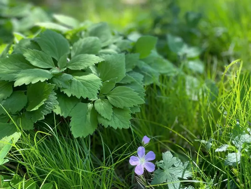 Pachysandra