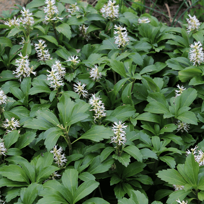 Pachysandra