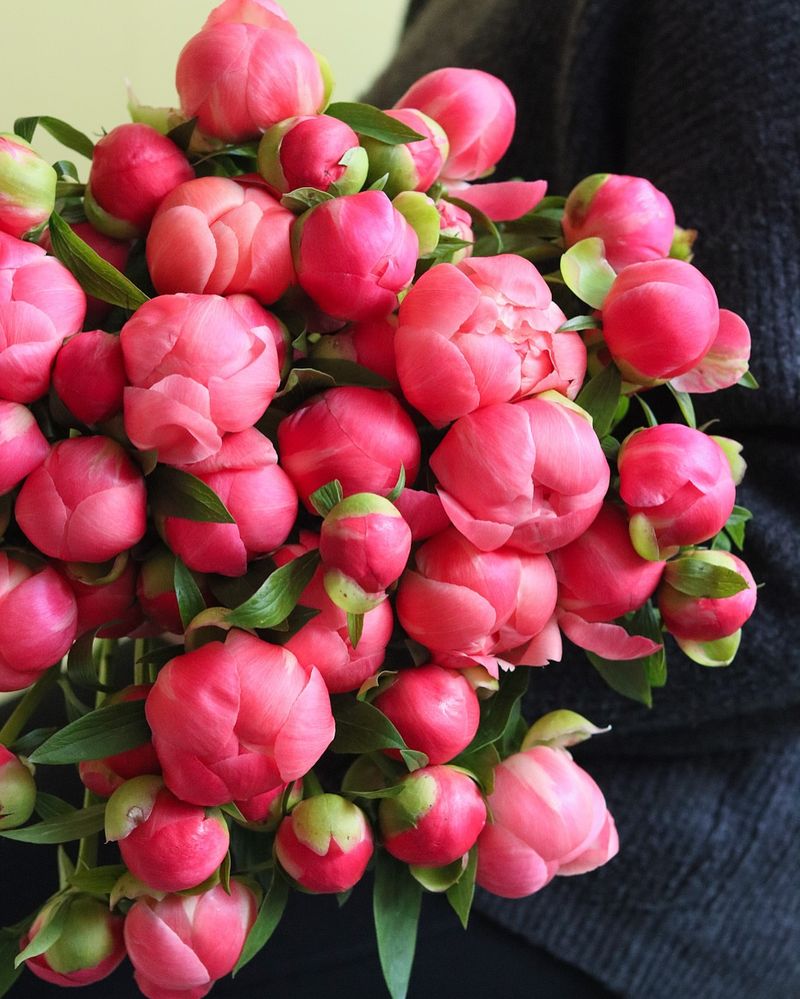 Paeonia Lactiflora
