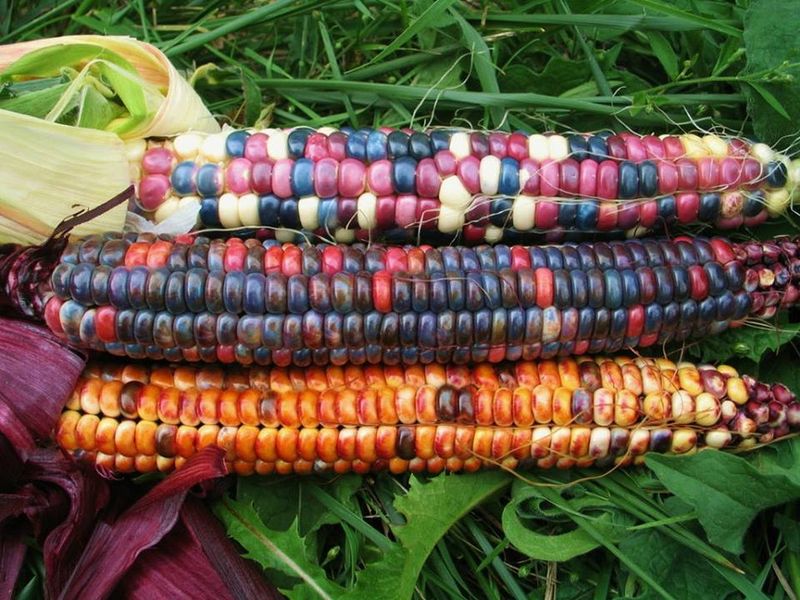 Painted Mountain Corn