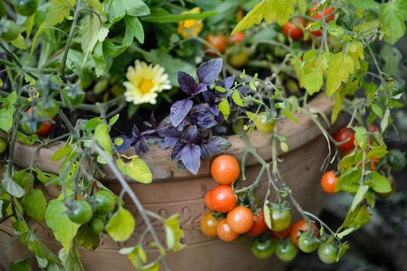 Pairing: Basil and Tomatoes