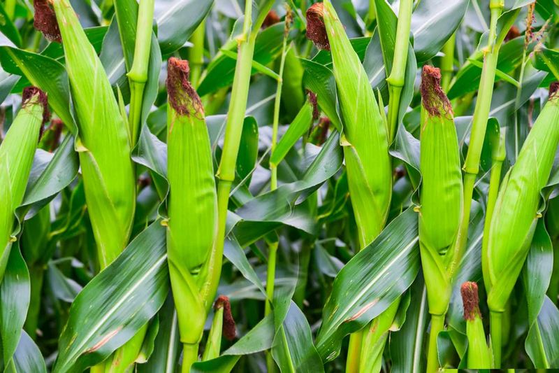Pairing: Corn and Beans