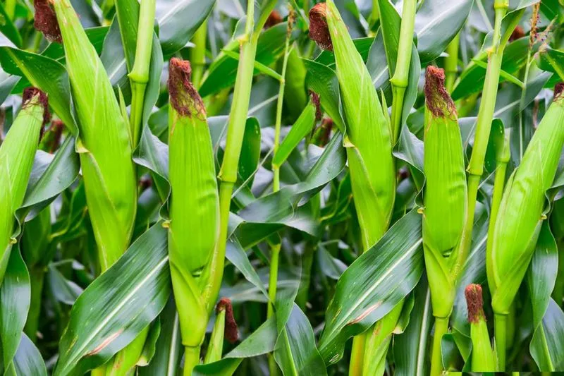 Pairing: Corn and Beans