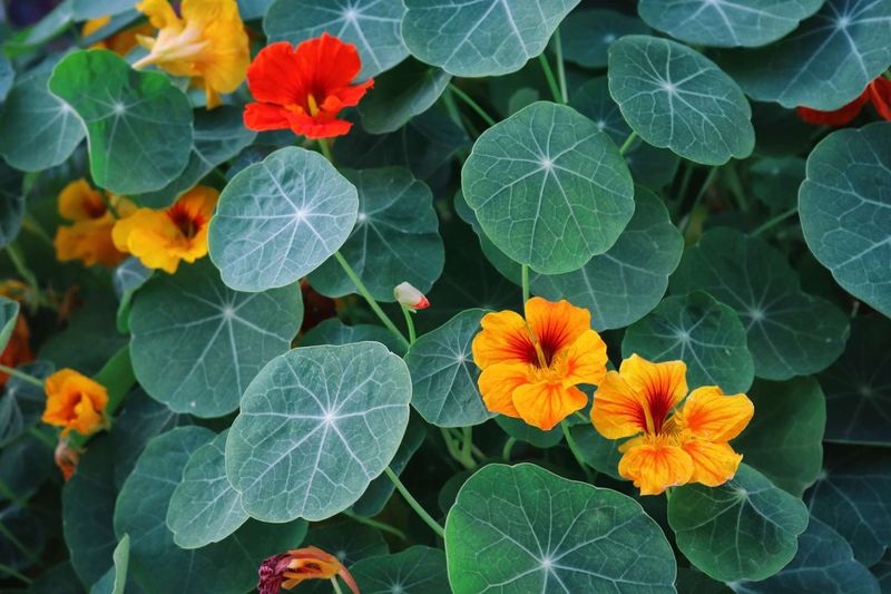 Pairing: Cucumbers and Nasturtiums