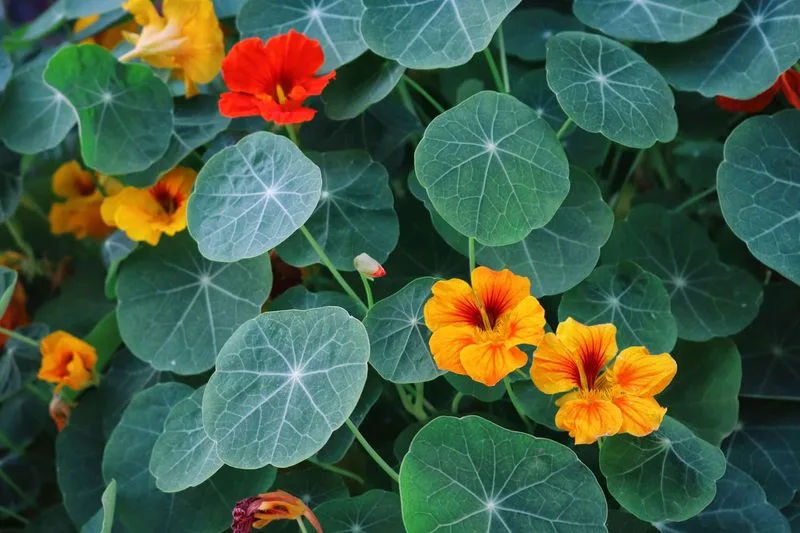 Pairing: Cucumbers and Nasturtiums
