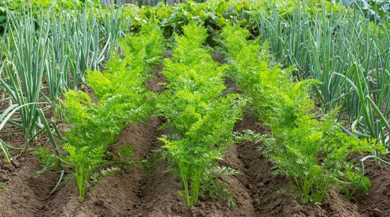 Pairing: Lettuce and Carrots