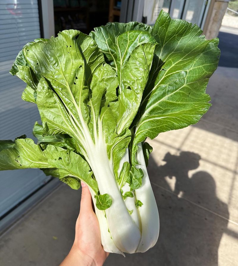 Pak Choi