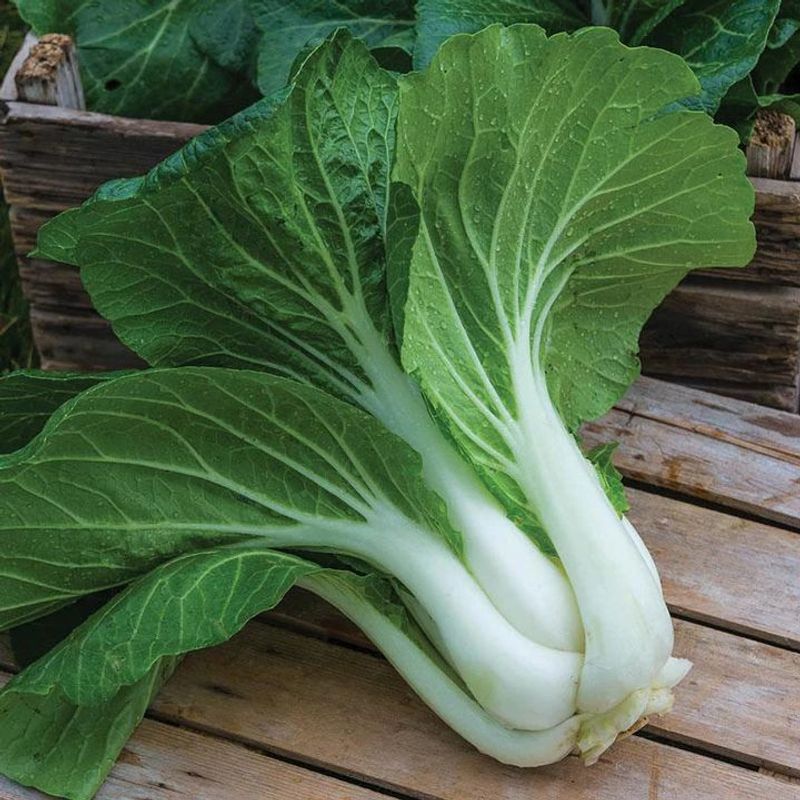 Pak Choi