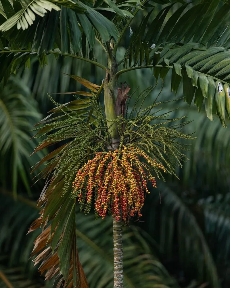 Palm Plant (Arecaceae)