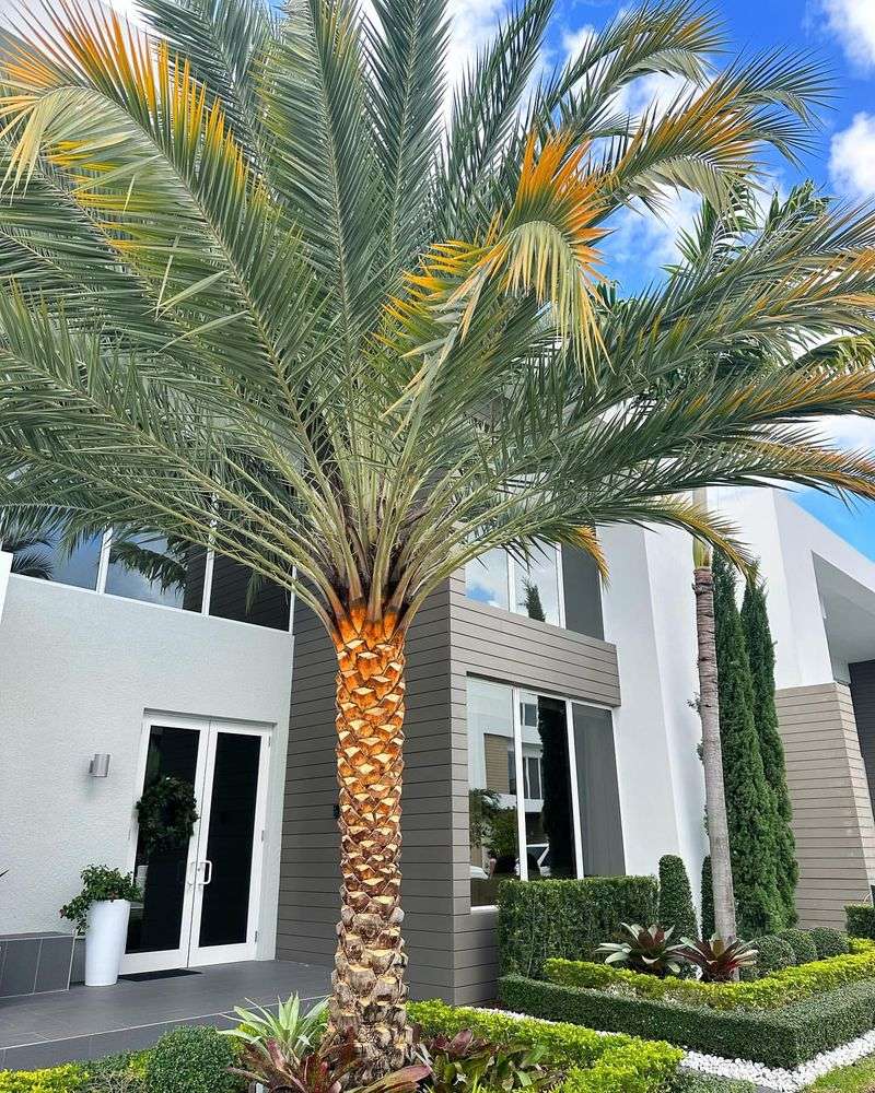 Palm Tree