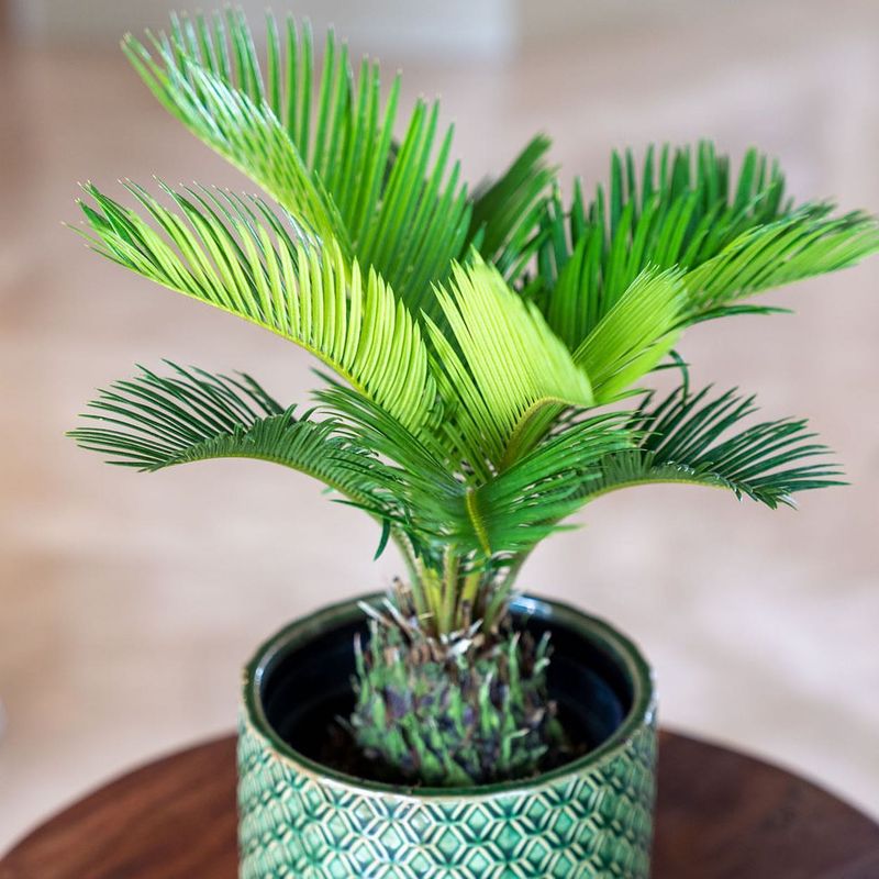 Palm Tree