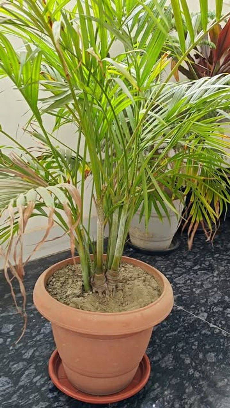 Palm