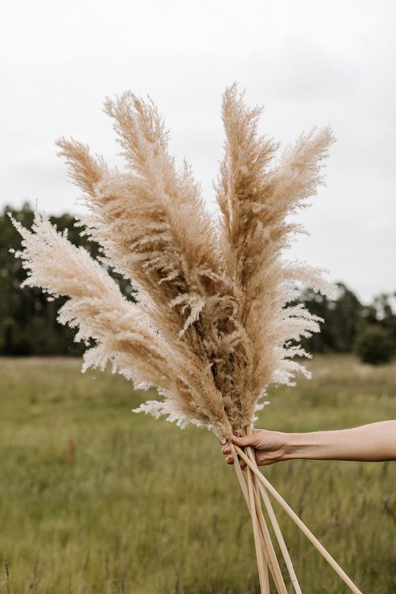 Pampas Grass