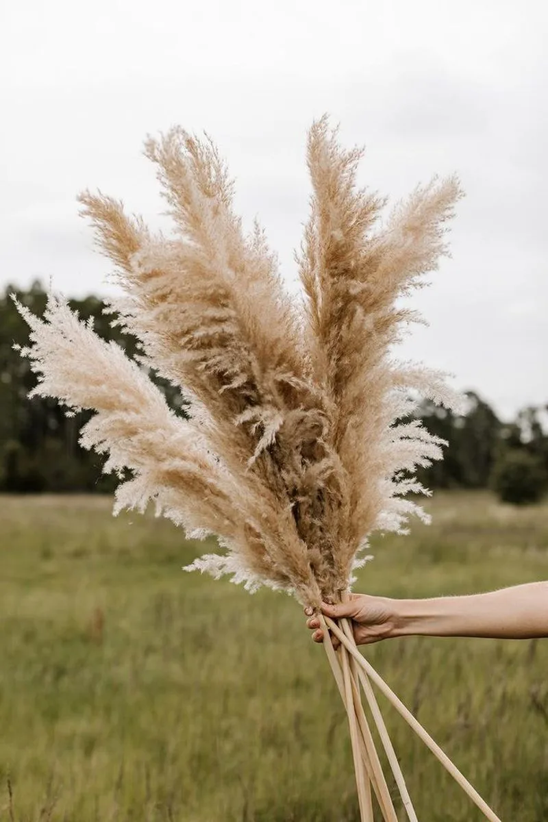 Pampas Grass
