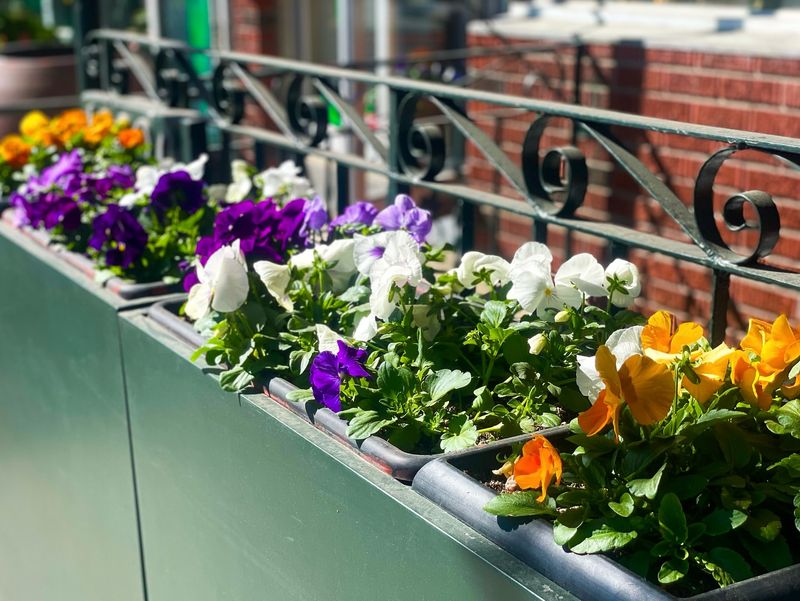 Pansies