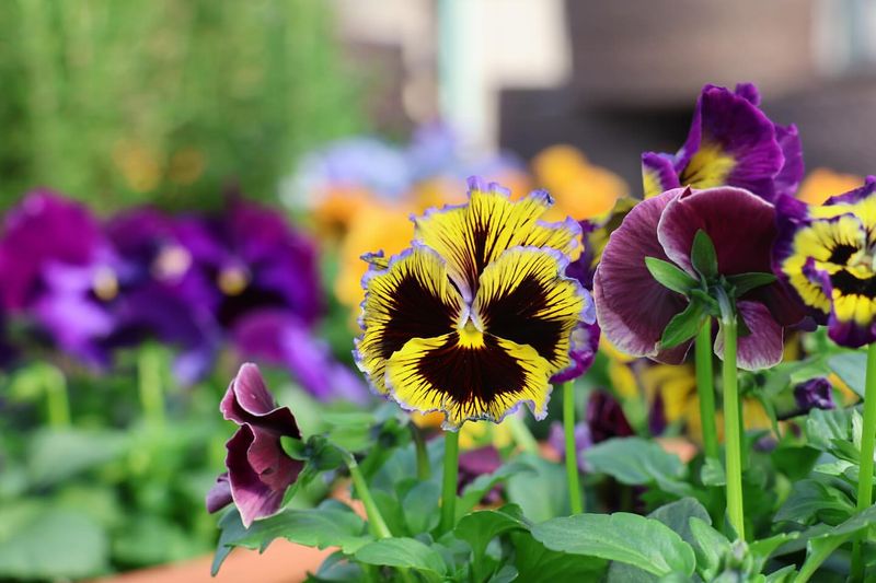 Pansies