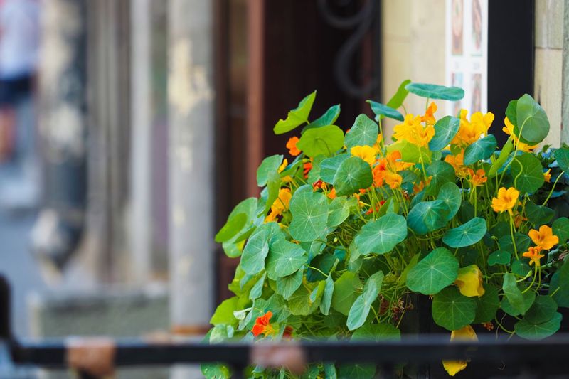 Nasturtiums