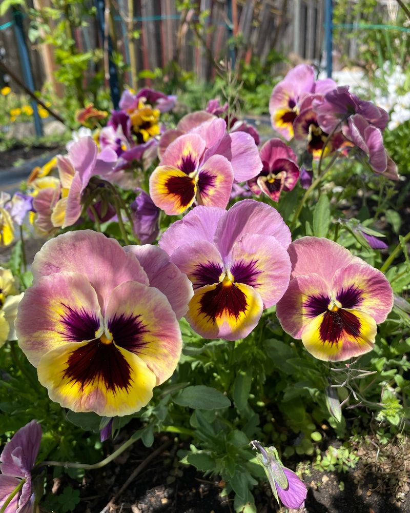 Pansy