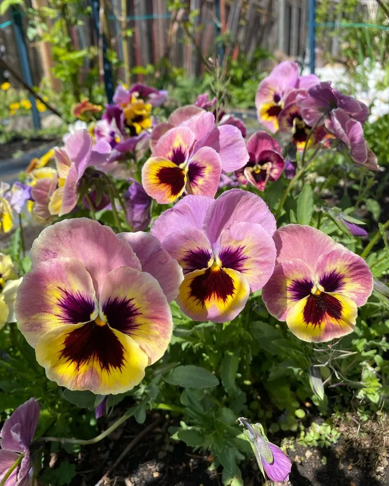 Pansy