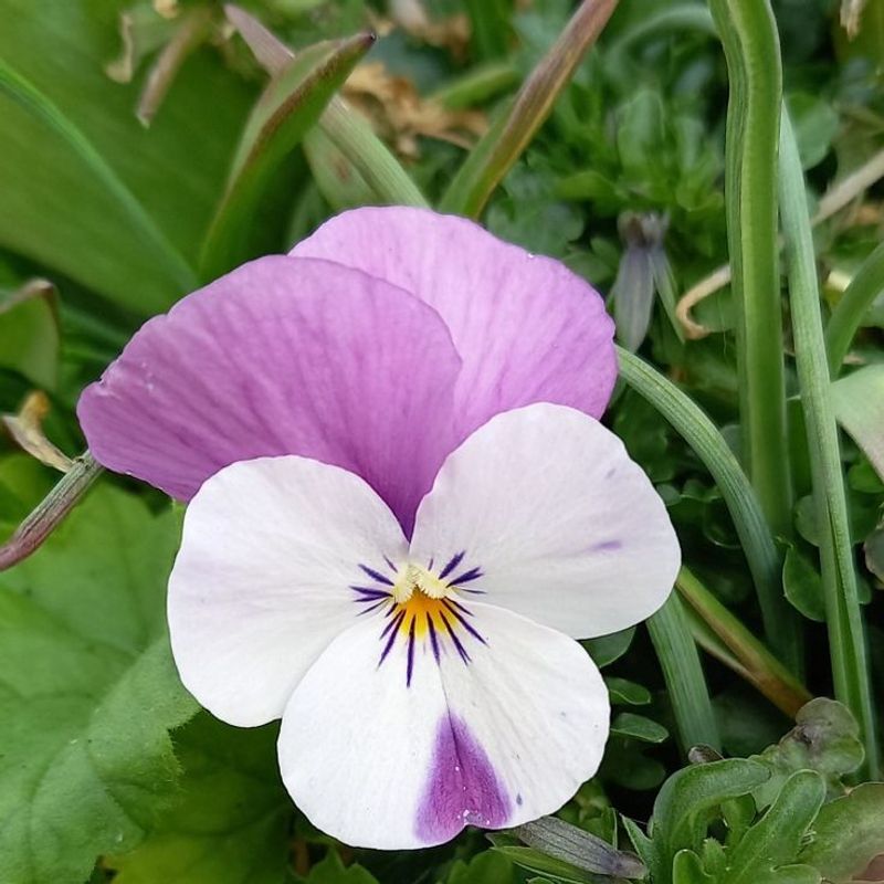 Pansy