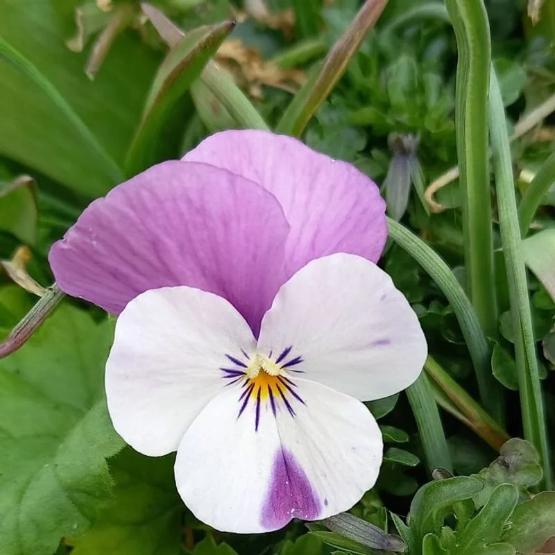 Pansy