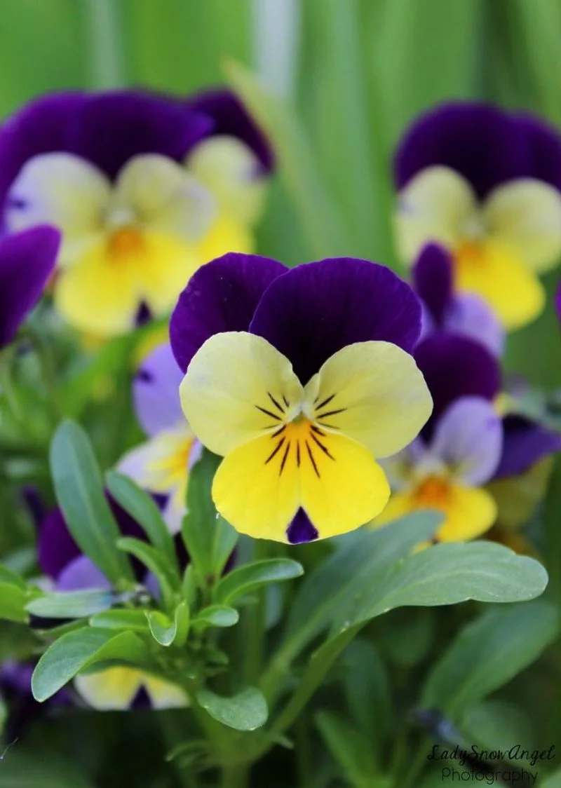 Pansy
