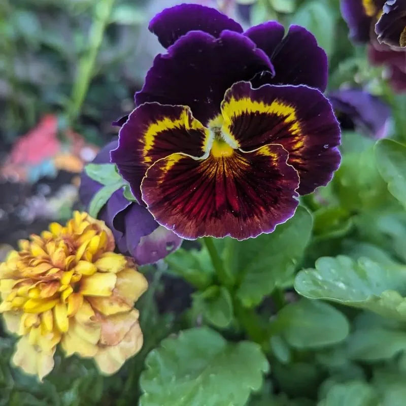 Pansy