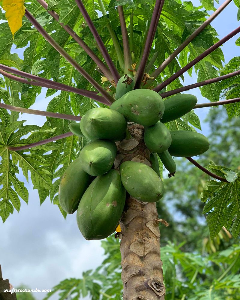 Papaya Tree (Struggles)