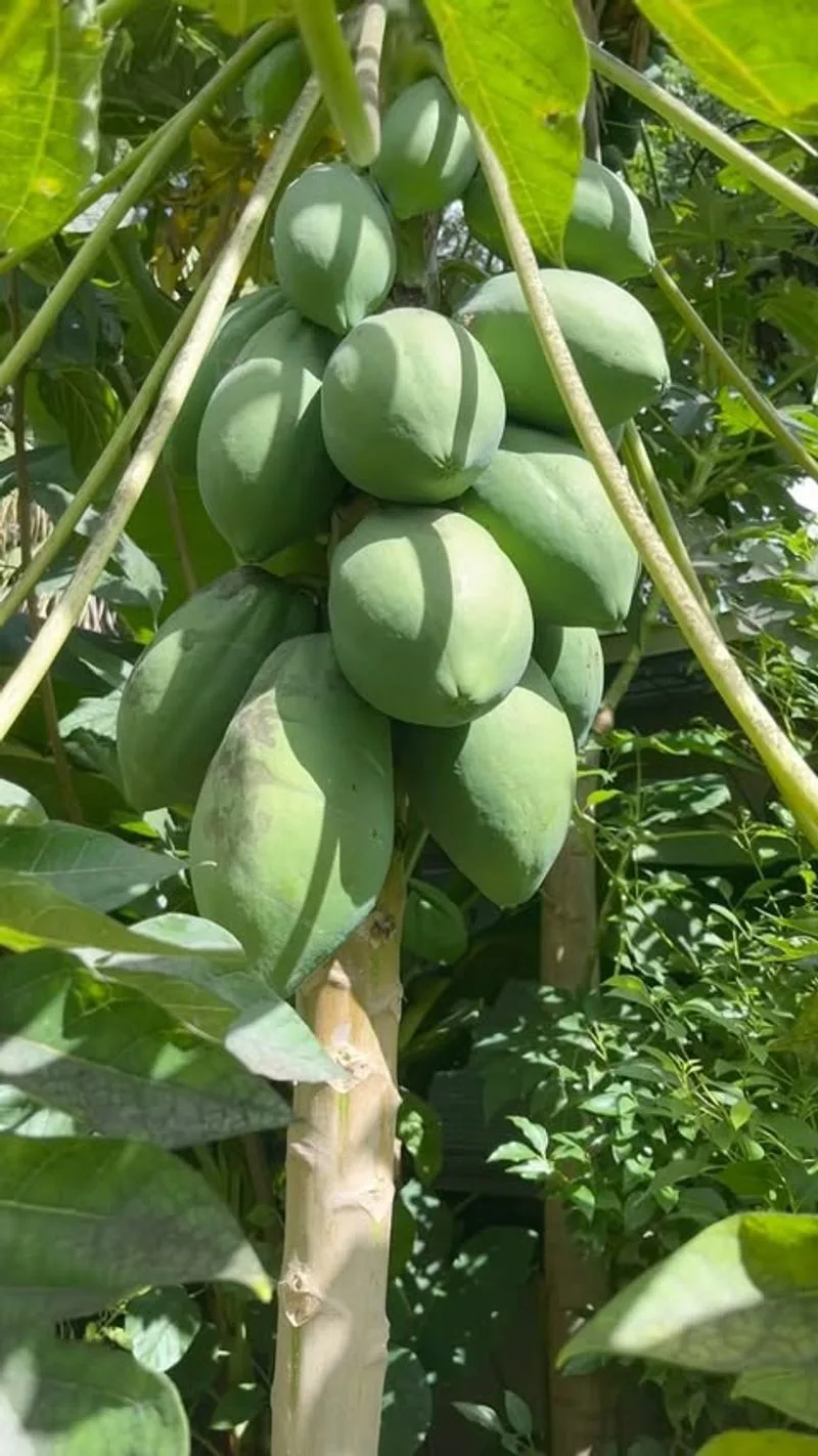 Papayas