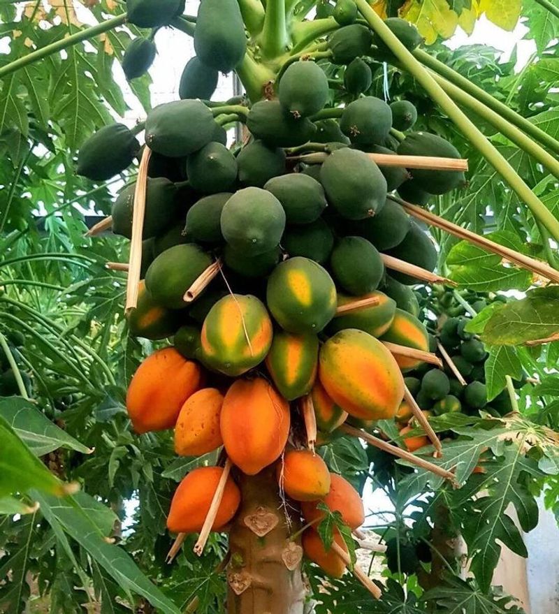 Papayas