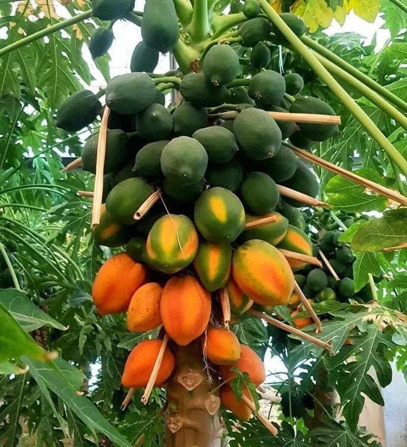 Papayas