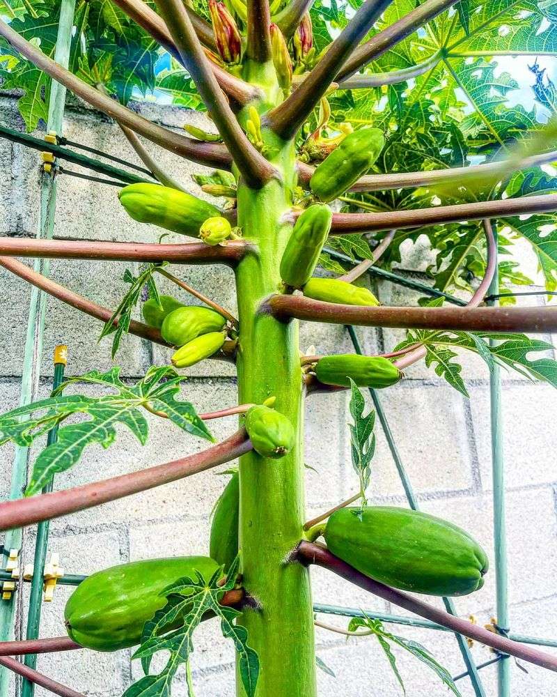 Papayas