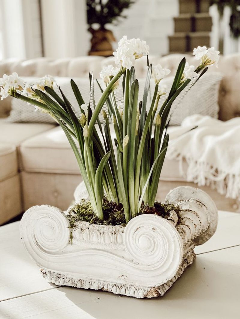 Paperwhites
