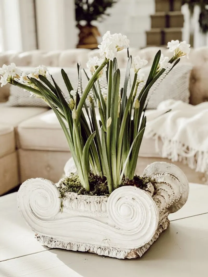 Paperwhites