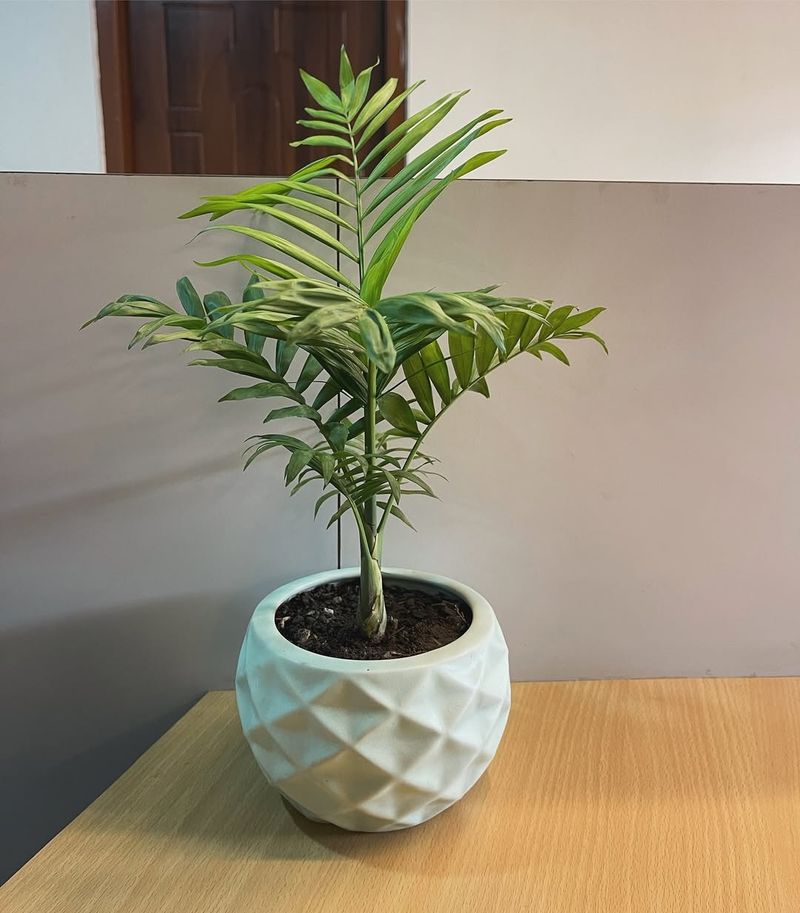 Parlor Palm