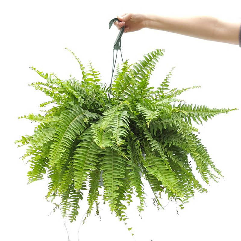Boston Fern