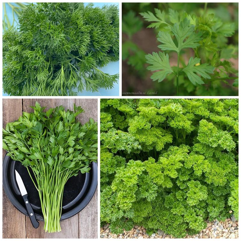 Parsley