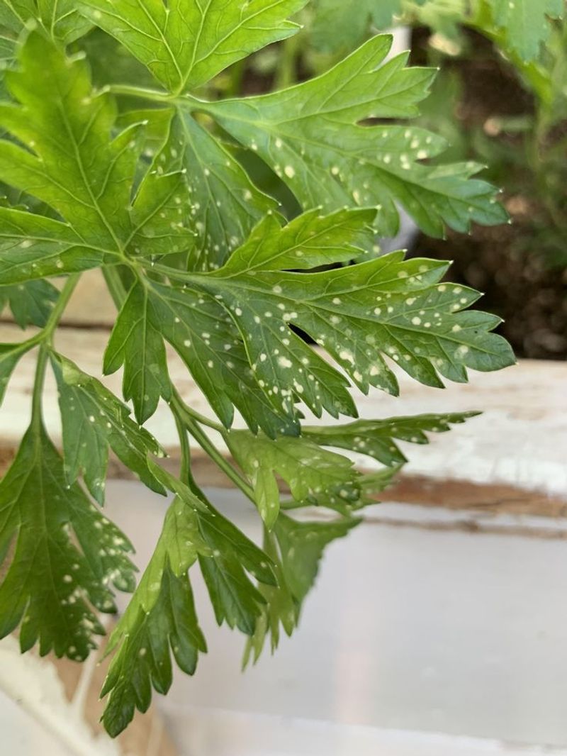 Parsley